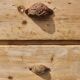 Antique fir wood workshop cabinet with drawers