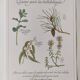 Botanical printing -Catarrh herbal tea- Engraving of medicinal plants and herbs
