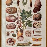 Lithograph on potato diseases and enemies from 1921 XXXII