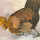 Large oil painting on canvas of a cockfight by Yves BOUGEARD