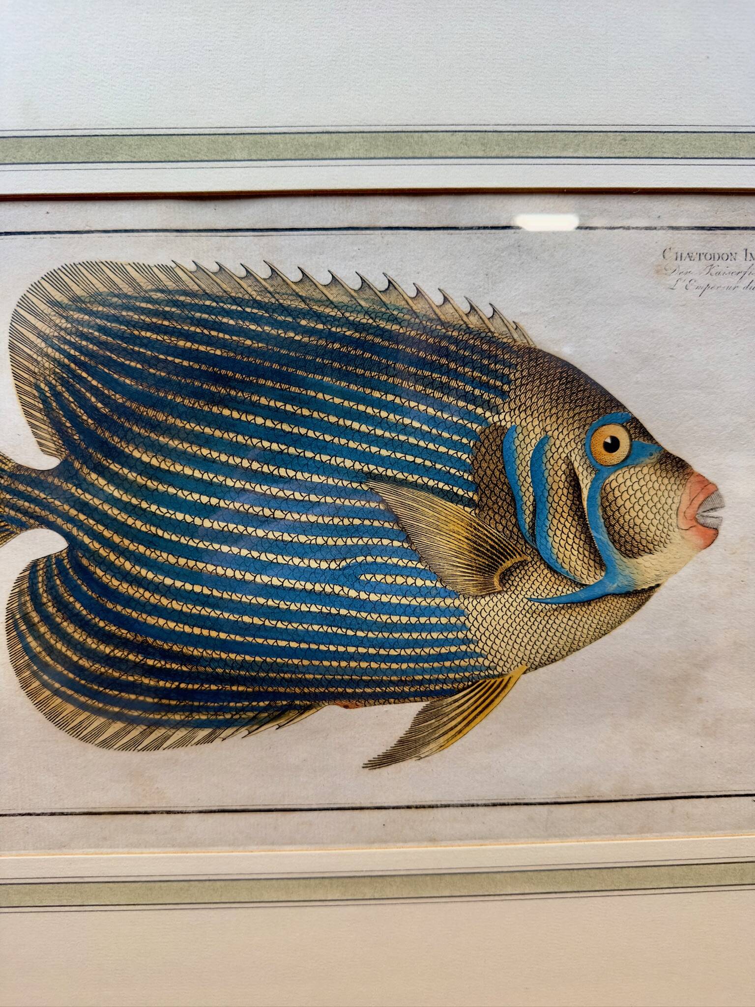 Old engraving exotic fish – Ludwig Schmidt (19th century)