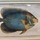 Old engraving exotic fish – Ludwig Schmidt (19th century)