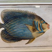 Old engraving exotic fish – Ludwig Schmidt (19th century)
