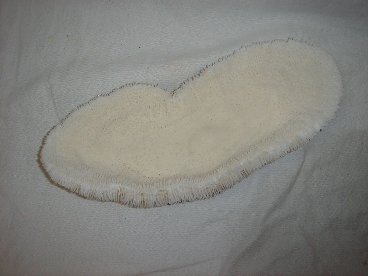 Mushroom coral fungia