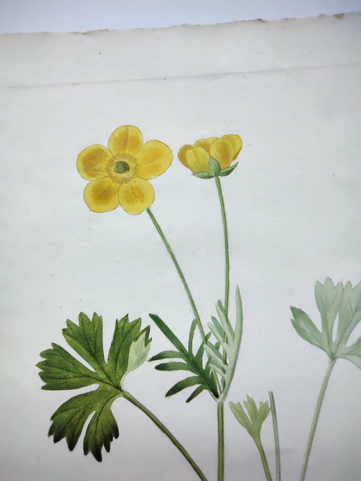 Antique botanical engraving from 1829 - Mountain Buttercup - By PA Poiteau. Hand colored.