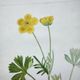 Antique botanical engraving from 1829 - Mountain Buttercup - By PA Poiteau. Hand colored.