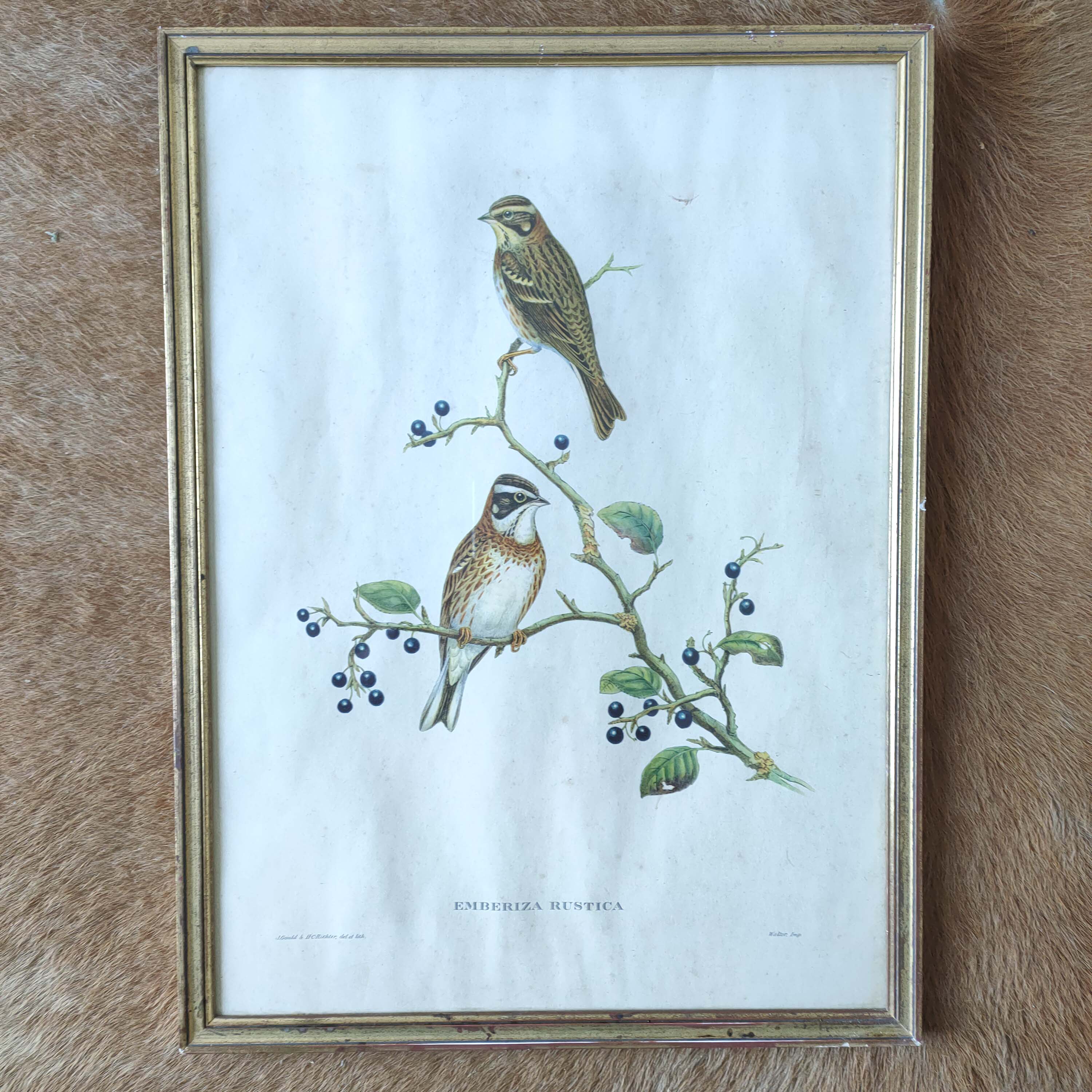 Bird lithograph by J. Gould and H-C Richter