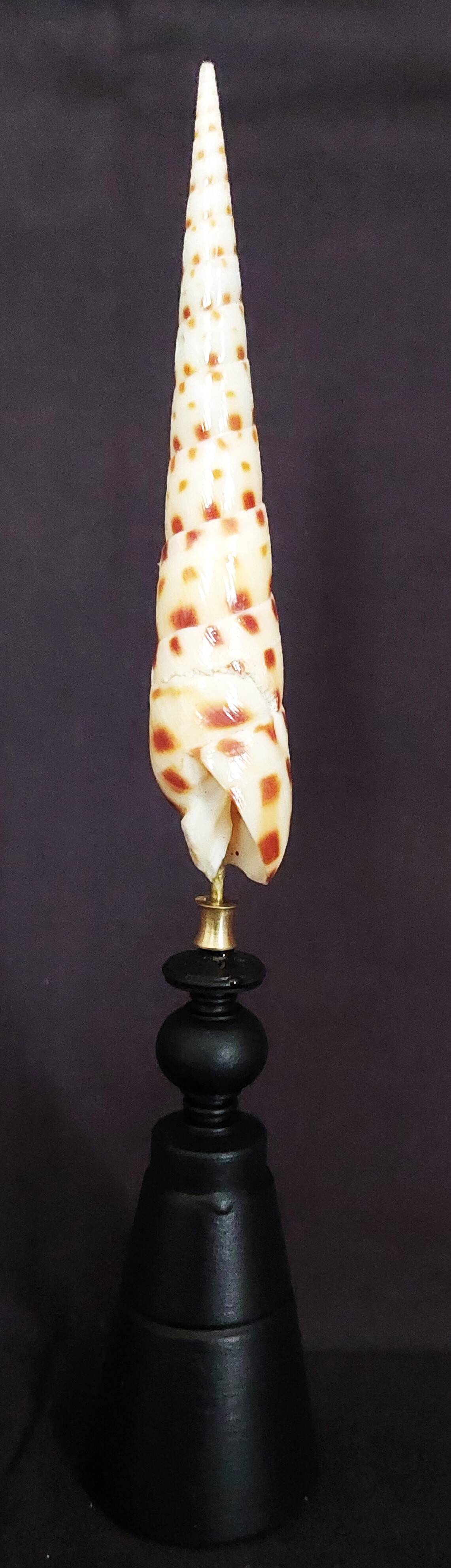 Cabinet of Curiosities: Oxymeris areolata seashell on a pedestal