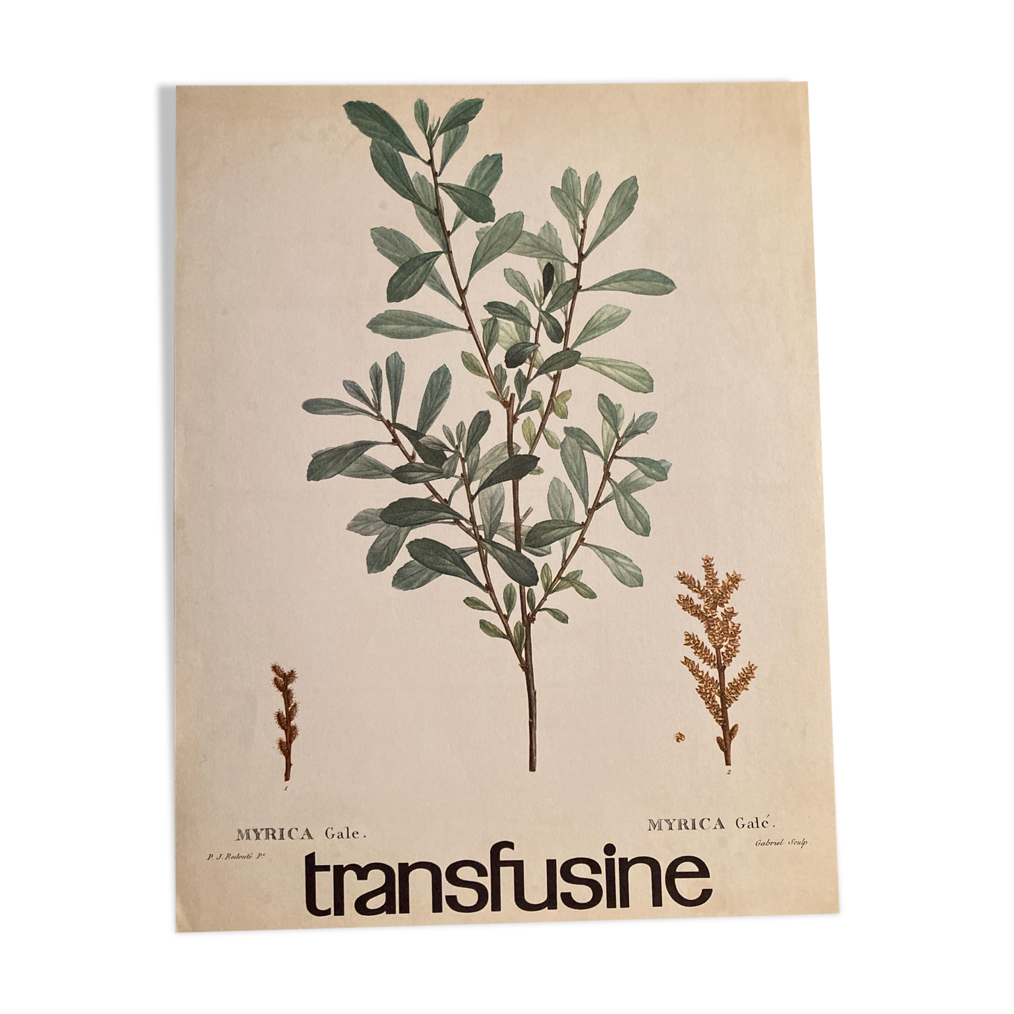 Botanical poster the Royal Pepper