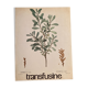 Botanical poster the Royal Pepper