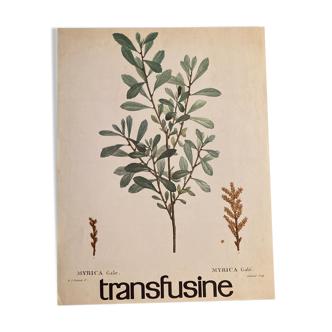 Botanical poster the Royal Pepper