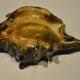 Ceramic shell ashtray