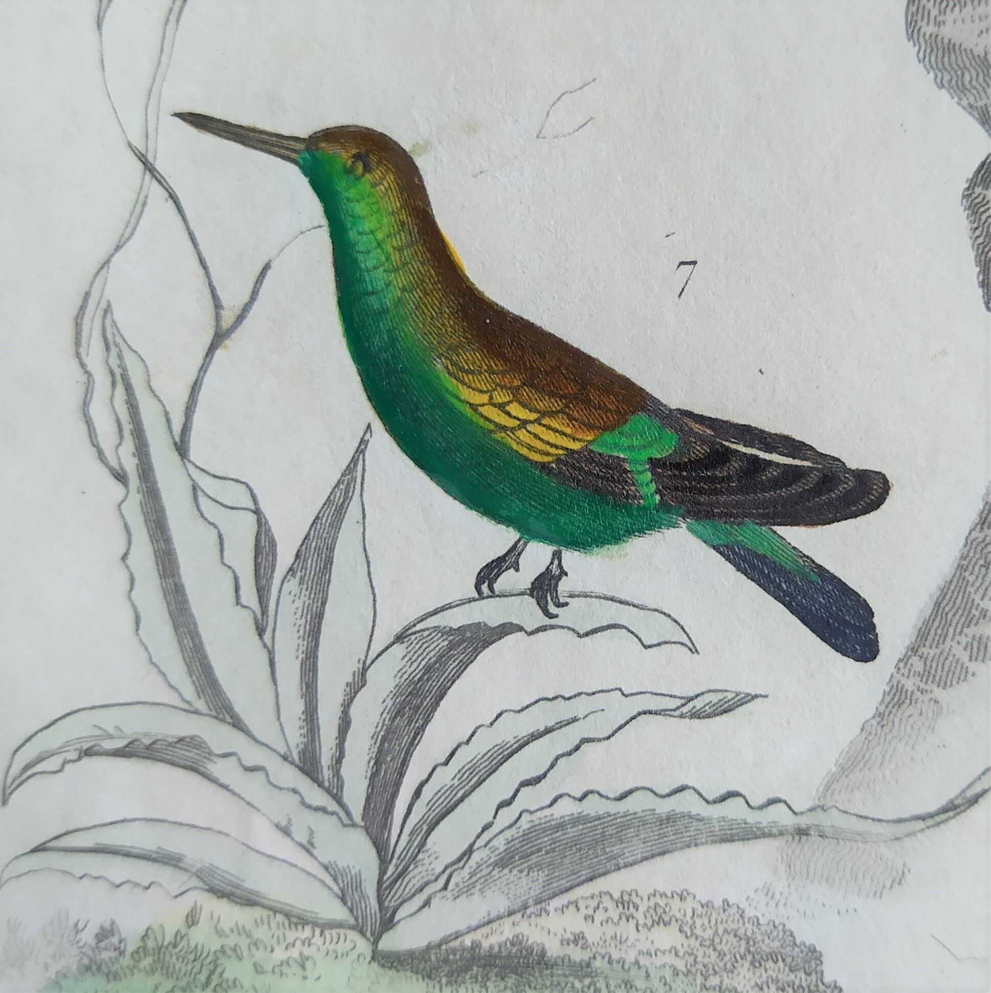 Original Ornithological Plate "Green Gold - Hoopoe - Ruby Topaz - &c..." Buffon 1836