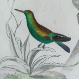 Original Ornithological plate " Green gold - Crested collar - Ruby Topaz - &c... " Buffon (1836)