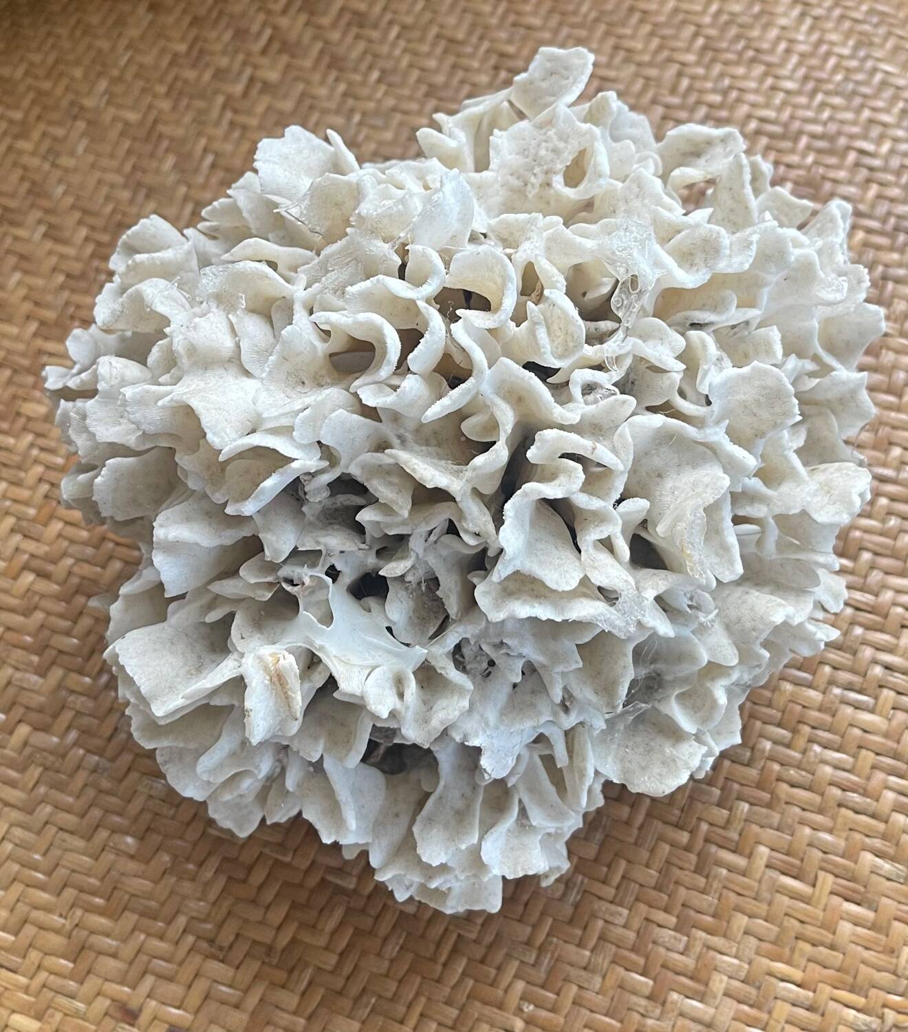 Ancient coral