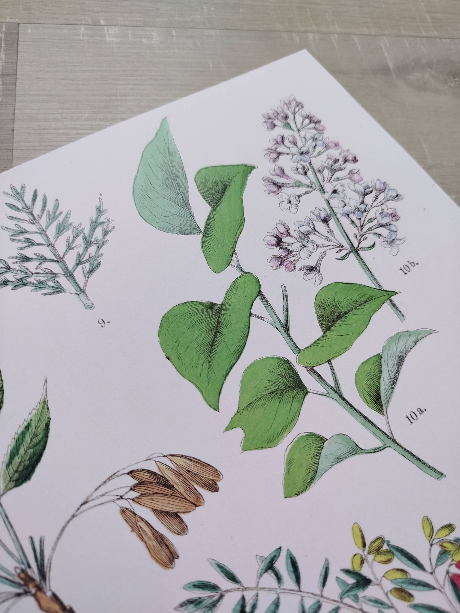 Affiche sur les plantes d'après une gravure de 1881 "salicorne"