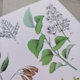 Plant poster based on an 1881 engraving "samphire"