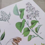 Affiche sur les plantes d'après une gravure de 1881 "salicorne"