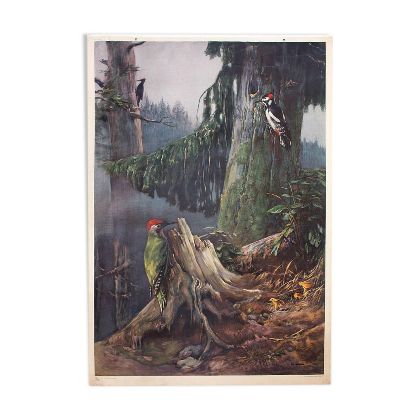 Pic, grille éducatif, F. Zerritsch, 1954