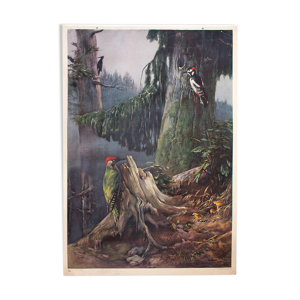 Pic, grille éducatif, F. Zerritsch,