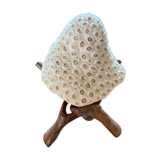 White Coral Skeleton