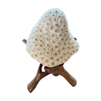 White Coral Skeleton
