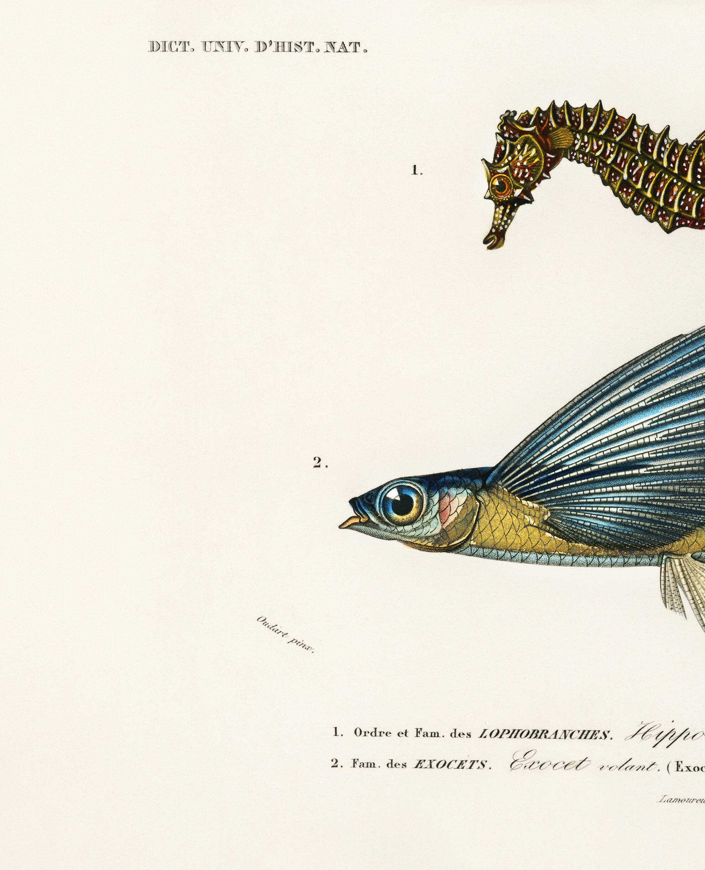 Poster of the Seahorse and the Flying Fish, based on an old engraving