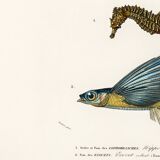 Poster of the Seahorse and the Flying Fish, based on an old engraving