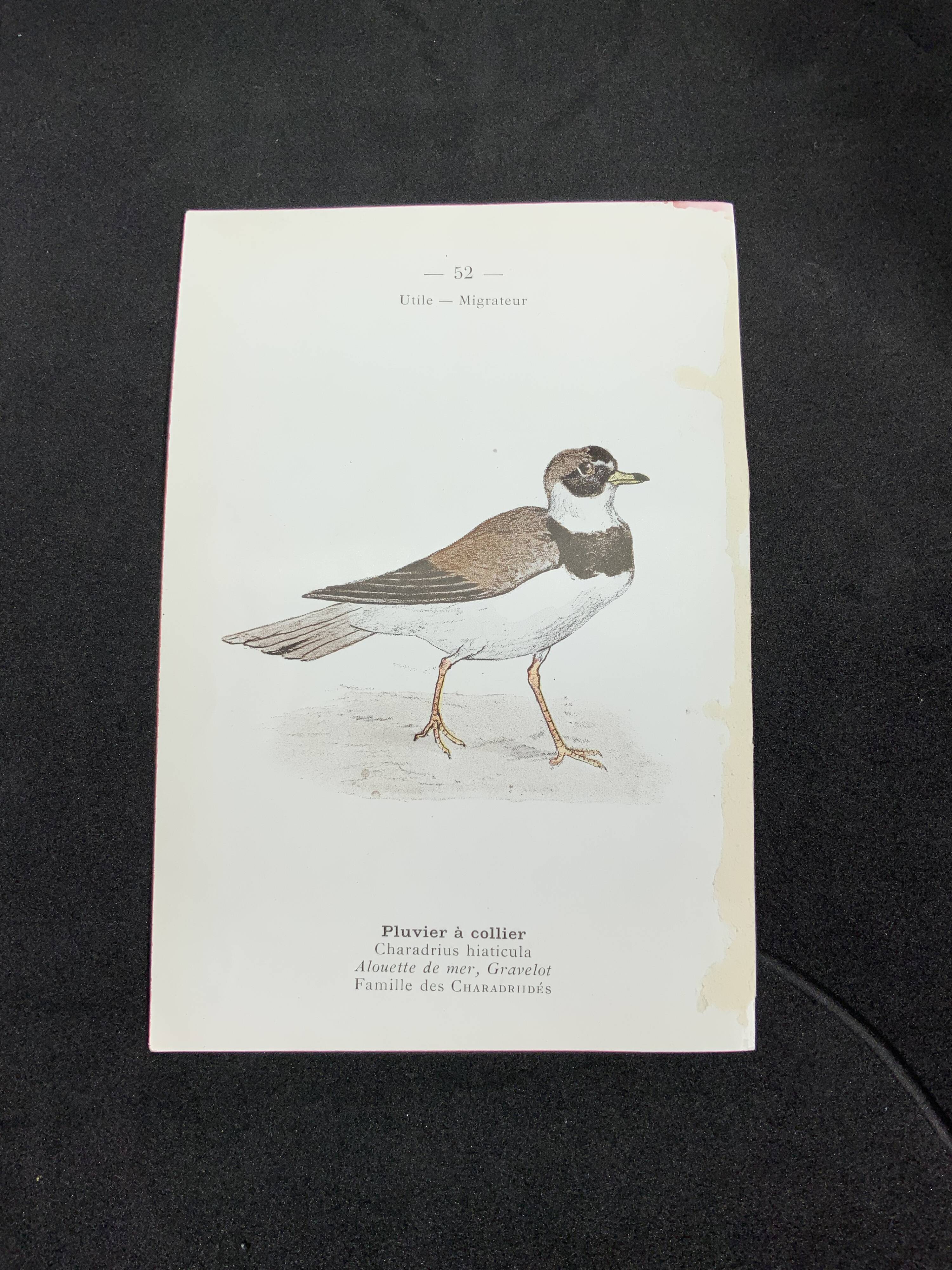 Naturalist plate old birds double-sided engraving work 1908 G. Denise