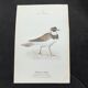 Naturalist plate old birds double-sided engraving work 1908 G. Denise