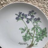 6 winterling bavaria porcelain herbarium pattern flat plates