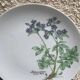 6 assiettes plates motif herbier en porcelaine winterling bavaria