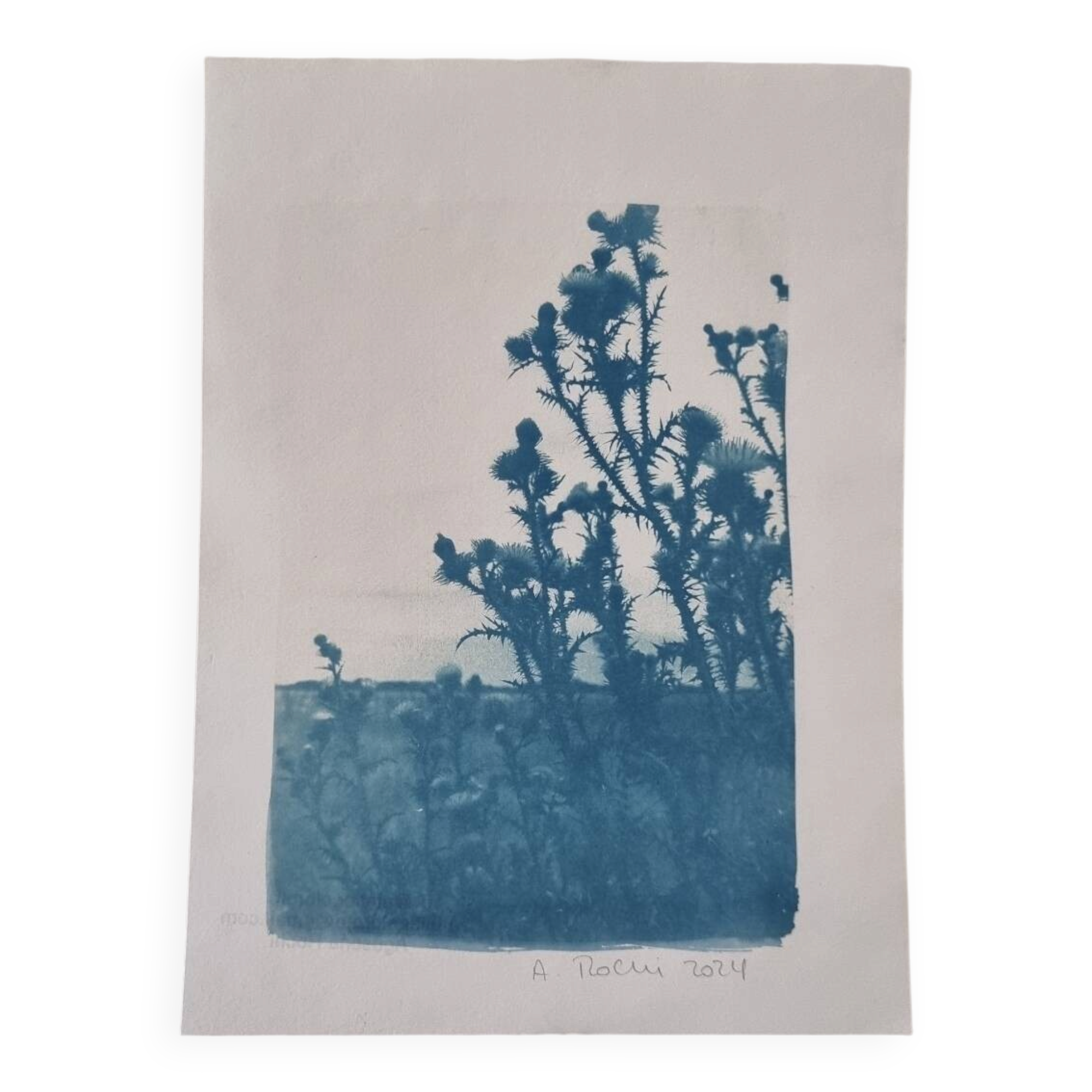 Cyanotype botanique photographique