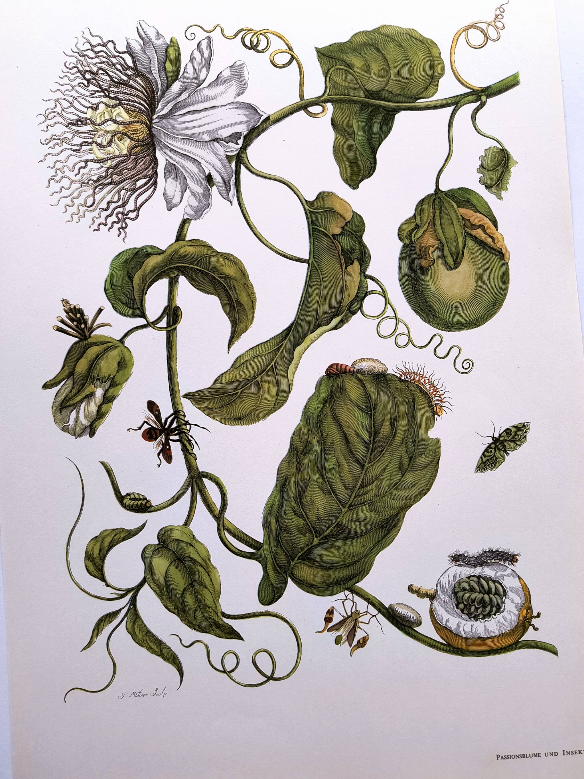 Vintage illustration. Passion flower by Merian - botanical plate