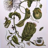 Vintage illustration. Passion flower by Merian - botanical plate