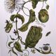 Vintage illustration. Passion flower by Merian - botanical plate