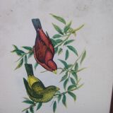 Ornithological framework "birds"