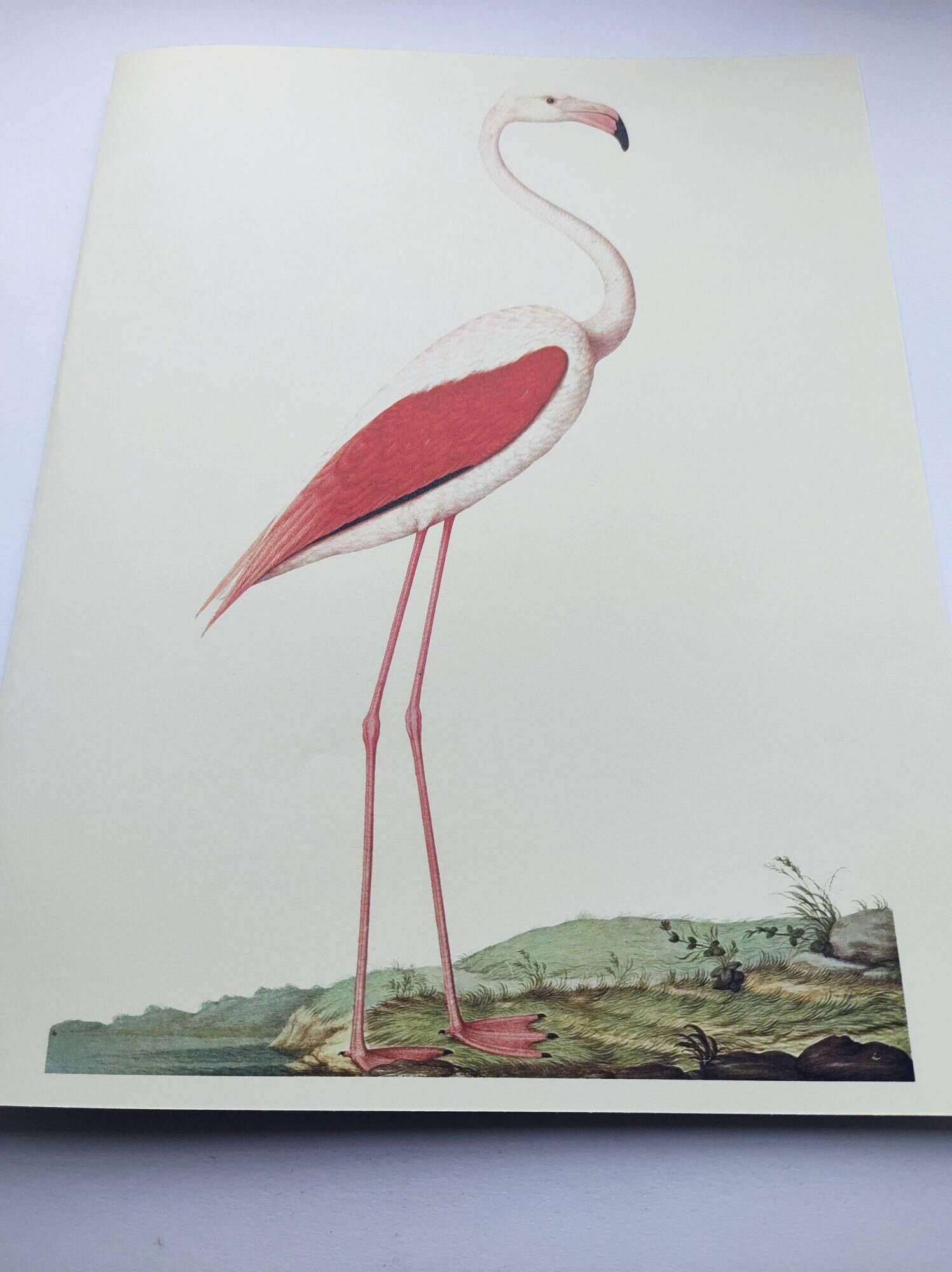 Old board - Pink flamingo - Vintage zoological and ornithological illustration - Bird