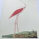 Old board - Pink flamingo - Vintage zoological and ornithological illustration - Bird