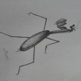 Insect illustration