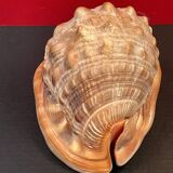 Shell: conch? reunion island - 18 x 12 x 12 cm