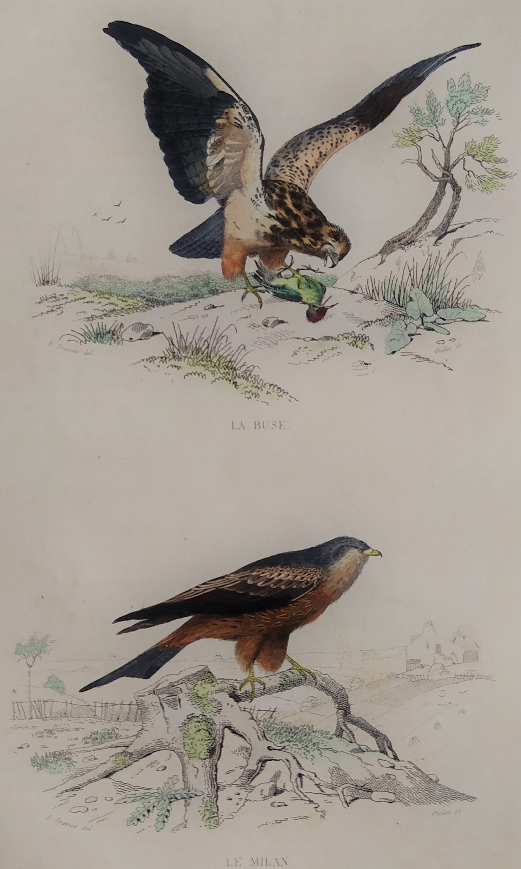 Ornithological board " buse - milan " buffon 1838