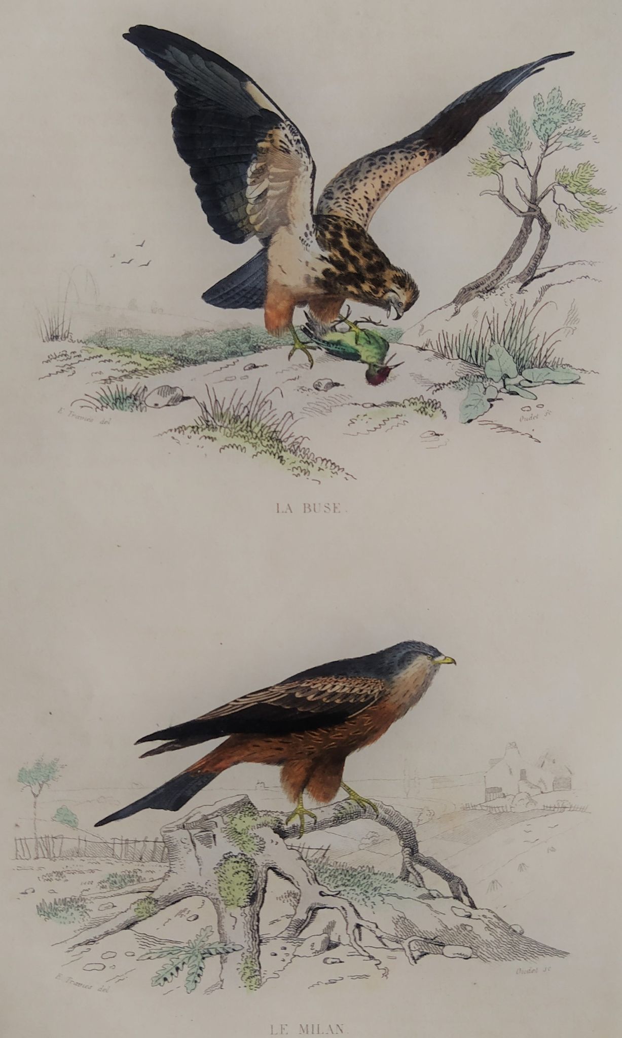 Planche ornithologique " Buse & Milan " Buffon 1838