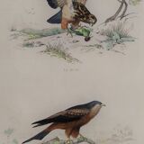 Ornithological board " buse - milan " buffon 1838