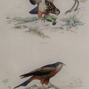 Planche ornithologique " Buse & Milan " Buffon 1838