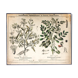 Affiche pédagogique plante indigo
