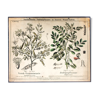 Educational poster 1877 indigo plant