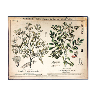 Affiche pédagogique plante indigo 1877
