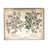 Educational poster 1877 indigo plant