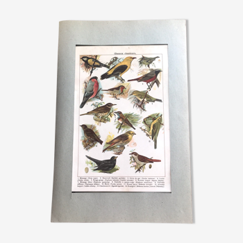 Planche originale oiseaux chanteurs
